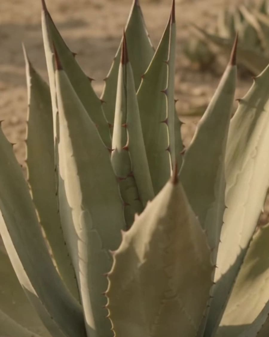 Un agave de cerca, con las hojas abiertas bajo la luz de la tarde